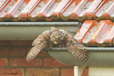 Athene noctua / Steenuil / Little owl