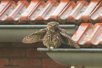 Athene noctua / Steenuil / Little owl