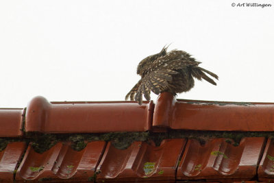 Athene noctua / Steenuil / Little owl