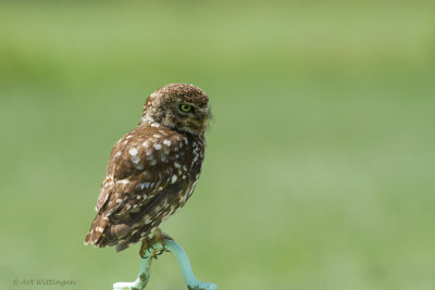 Athene noctua / Steenuil / Little owl