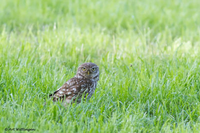 Athene noctua / Steenuil / Little owl