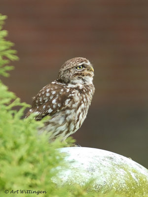 Athene noctua / Steenuil / Little owl