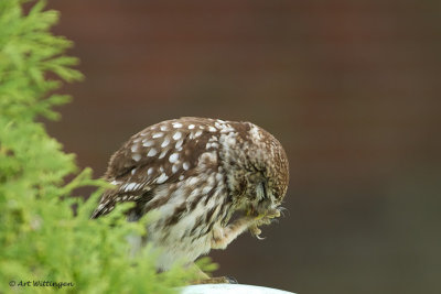 Athene noctua / Steenuil / Little owl