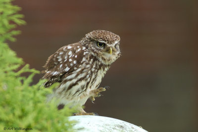 Athene noctua / Steenuil / Little owl