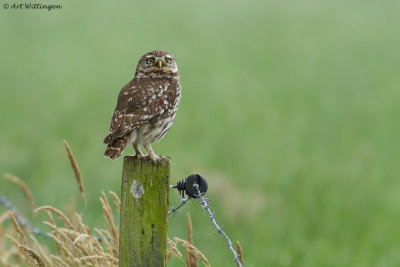 Athene noctua / Steenuil / Little owl