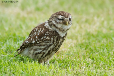 Athene noctua / Steenuil / Little owl