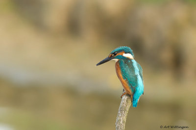 Alcedo atthis / IJsvogel / Kingfisher