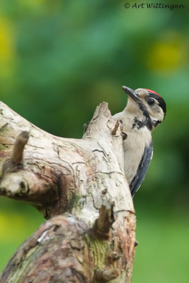 Dendrocopos Major / Grote Bonte Specht / Great Spotted Woodpecker