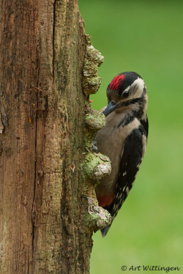 Dendrocopos Major / Grote Bonte Specht / Great Spotted Woodpecker