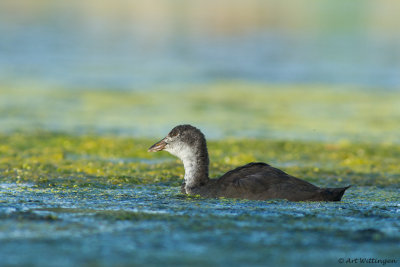 Fulica Atra / Meerkoet / Eurasian Coot