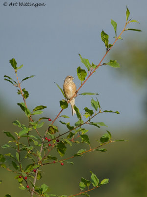 Carduelis Cannabina / Kneu / Common Linnet