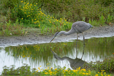 Ardea Cinerea / Blauwe Reiger / Grey Heron