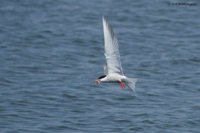 Sterna Hirundo / Visdief / Common Tern