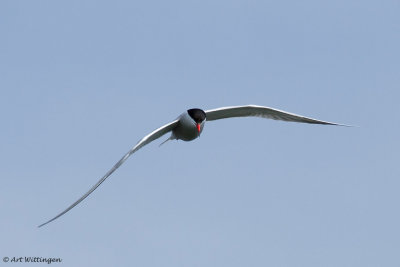 Sterna Hirundo / Visdief / Common Tern