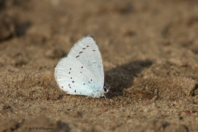 Celastrina argiolus / Boomblauwtje / Holly Blue