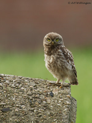 Athene noctua / Steenuil / Little owl