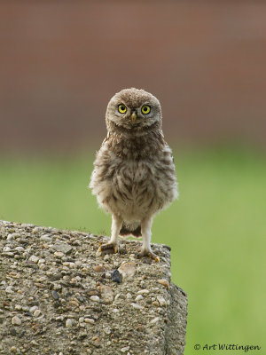 Athene noctua / Steenuil / Little owl