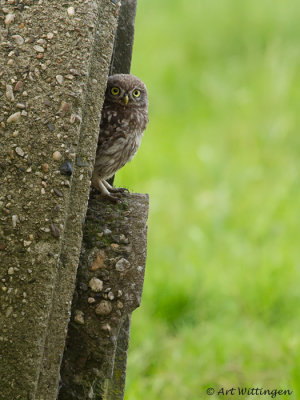 Athene noctua / Steenuil / Little owl