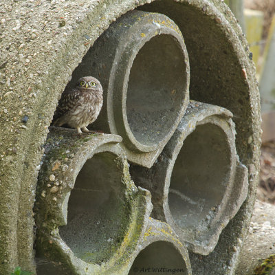 Athene noctua / Steenuil / Little owl