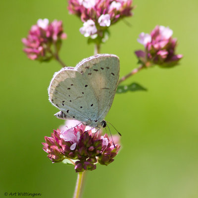 Celastrina argiolus / Boomblauwtje / Holly Blue