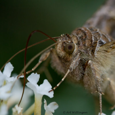 Autographa gamma / Gamma uil / Silver Y