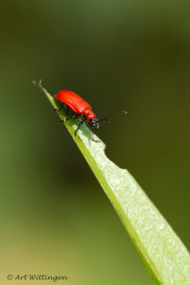 Pyrochroa coccinea / Zwartkopvuurkever / Black Headed Cardinal Beetle 