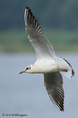 Chroicocephalus ridibundus / Kokmeeuw / Black headed Gull