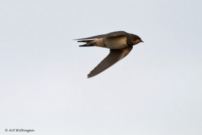 Hirundo rustica / Boerenzwaluw / Barn swallow