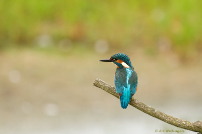 Alcedo atthis / IJsvogel / Kingfisher