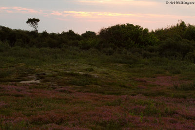 Landerumer heide