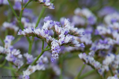 Limonium vulgare / Lamsoor