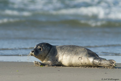 Phoca vitulina / Gewone Zeehond / Common seal 