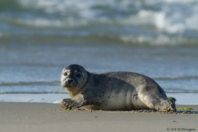 Phoca vitulina / Gewone Zeehond / Common seal 