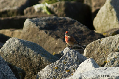 Carduelis Cannabina / Kneu / Common Linnet