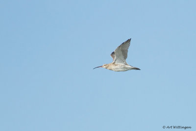 Numenius Arquata / Wulp / Eurasian Curlew