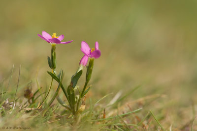 Centaurium / Duizendguldenkruid