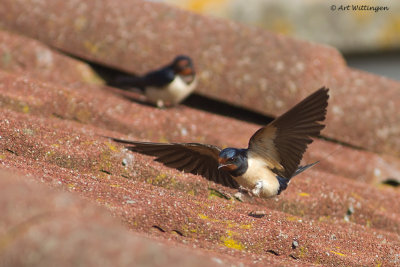 Hirundo rustica / Boerenzwaluw / Barn swallow