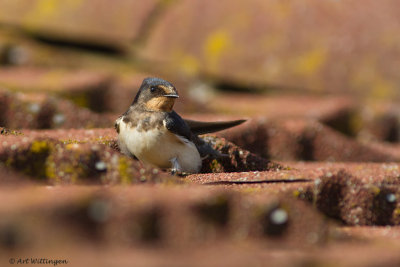 Hirundo rustica / Boerenzwaluw / Barn swallow