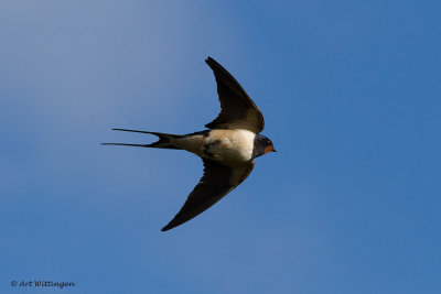 Hirundo rustica / Boerenzwaluw / Barn swallow