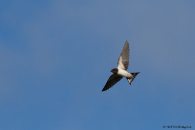 Hirundo rustica / Boerenzwaluw / Barn swallow