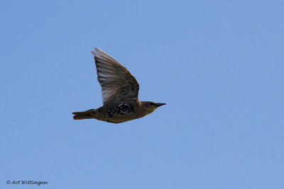 Sturnus vulgaris / Spreeuw / Common Starling