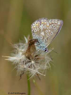Icarusblauwtje / Common Blue / Polyommatus icarus