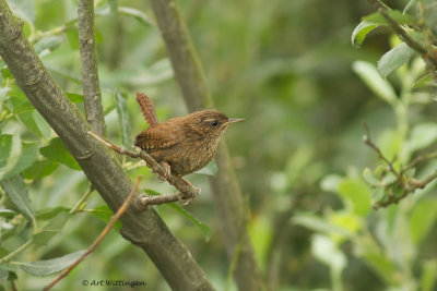 Troglodytes troglodytes / Winterkoning / Wren