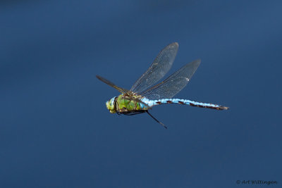 Anax imperator /  Grote Keizerlibel / Emperor Dragonfly