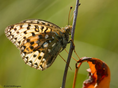 Argynnis aglaja / Grote parelmoervlinder / Dark Green Fritillary