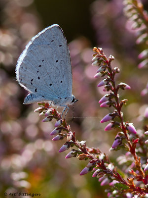 Celastrina argiolus / Boomblauwtje / Holly Blue