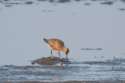 Limosa lapponica / Rosse Grutto / Bar-tailed Godwit