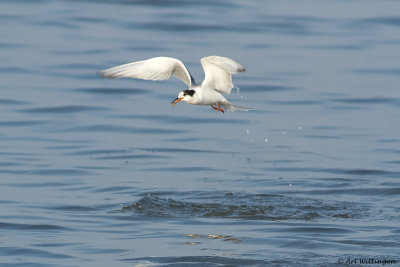 Sterna Hirundo / Visdief / Common Tern