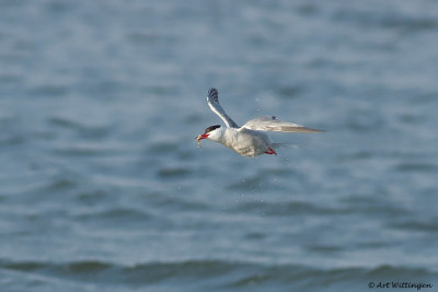 Sterna Hirundo / Visdief / Common Tern