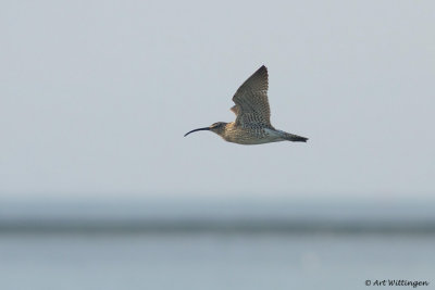 Numenius Arquata / Wulp / Eurasian Curlew